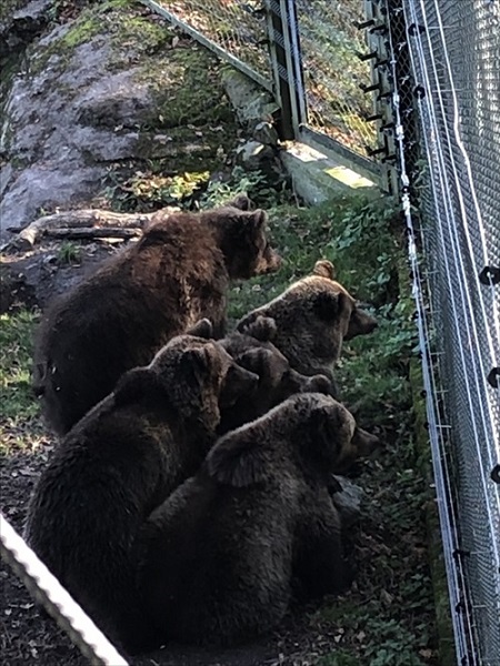 ケンカを見守るクマの家族