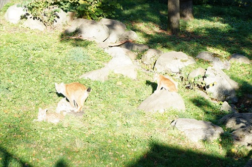 ケンカを見守るクマの家族