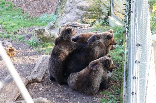 ケンカを見守るクマの家族
