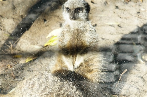 ケンカを見守るクマの家族