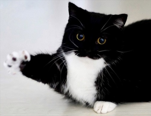 はいって声が聞こえそうな猫ちゃん