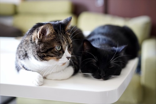 はいって声が聞こえそうな猫ちゃん