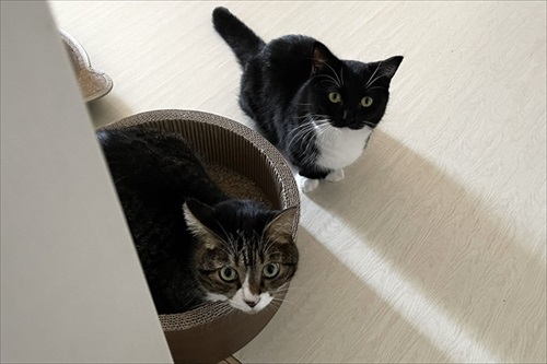 はいって声が聞こえそうな猫ちゃん