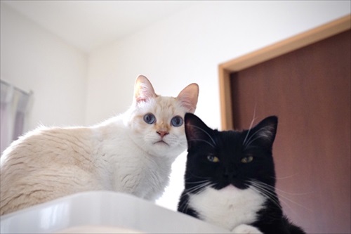 はいって声が聞こえそうな猫ちゃん