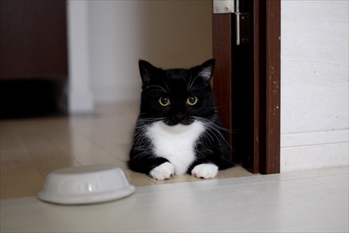 はいって声が聞こえそうな猫ちゃん