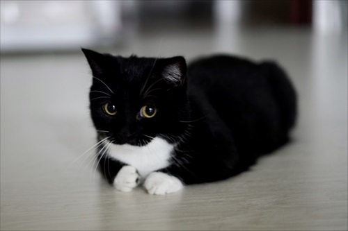 はいって声が聞こえそうな猫ちゃん