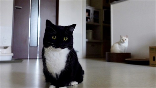 はいって声が聞こえそうな猫ちゃん