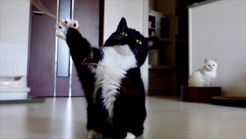 はいって声が聞こえそうな猫ちゃん