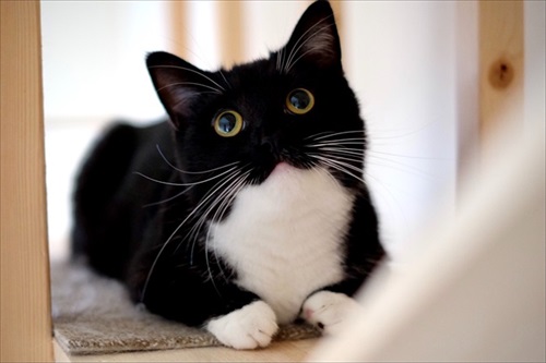 はいって声が聞こえそうな猫ちゃん