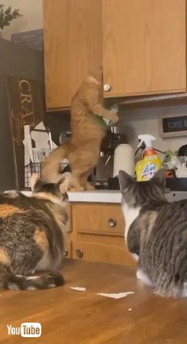 「Glass Keeps Goofball Golden from Eating Grasshopper || ViralHog」