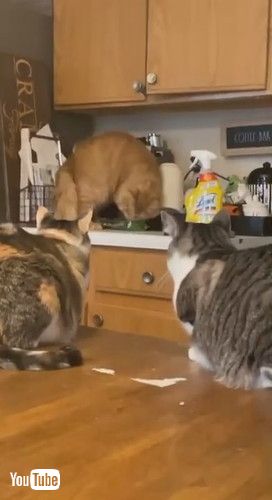 「Glass Keeps Goofball Golden from Eating Grasshopper || ViralHog」