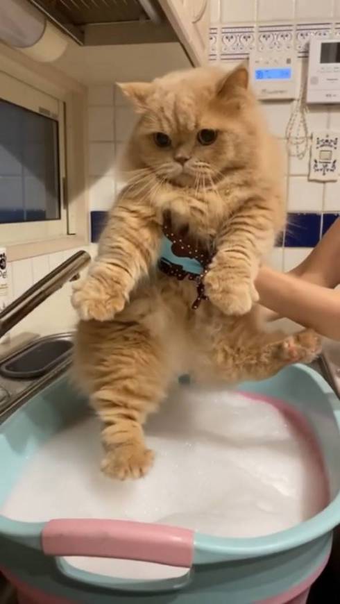 猫 優雅なお風呂 ミヌエット ベルちゃん