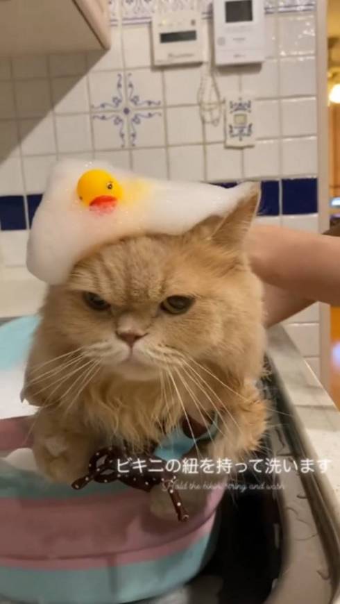 猫 優雅なお風呂 ミヌエット ベルちゃん