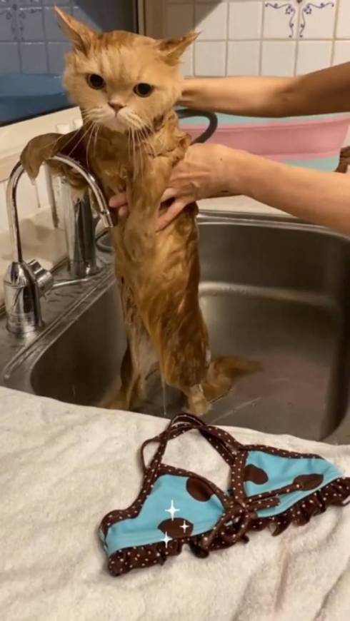 猫 優雅なお風呂 ミヌエット ベルちゃん