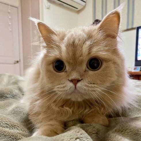 猫 優雅なお風呂 ミヌエット ベルちゃん