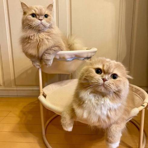 猫 優雅なお風呂 ミヌエット ベルちゃん