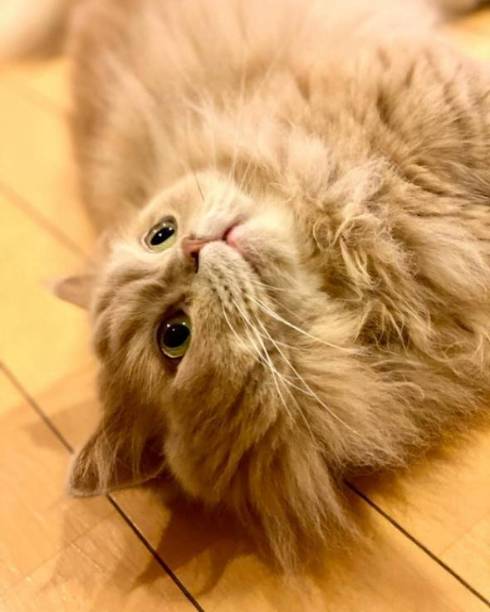 猫 優雅なお風呂 ミヌエット ベルちゃん