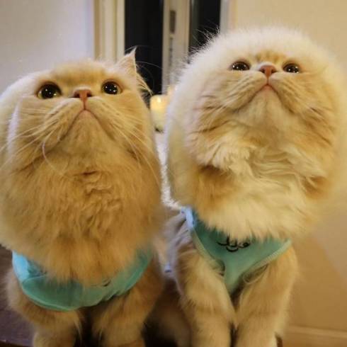 猫 優雅なお風呂 ミヌエット ベルちゃん