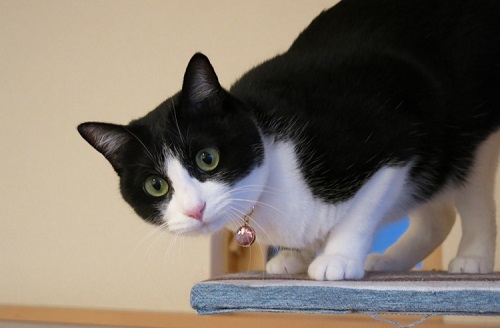 ペット手帳 ベストショット