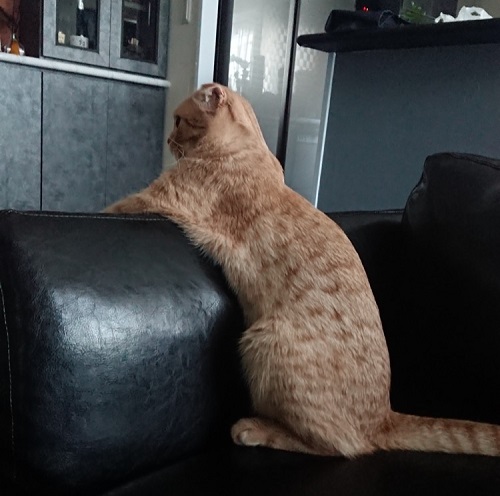 ペット手帳 ベストショット