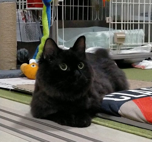 ペット手帳 ベストショット