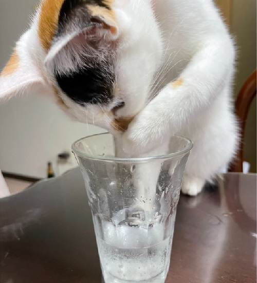 ペット手帳 ベストショット