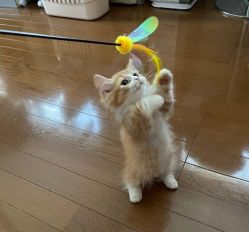 ペット手帳 ベストショット