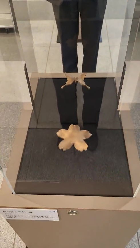 錯視 明治大学 杉原厚吉 立体