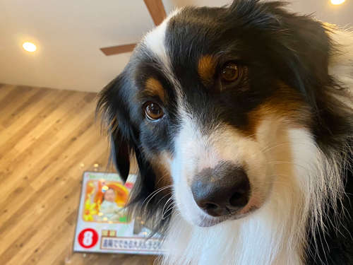 カイルくんアップ