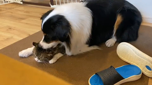 動画・訴えるキウイくん