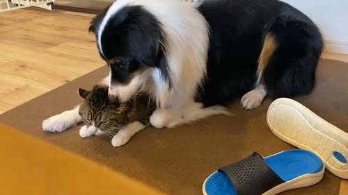 動画・ハッとするカイルくん