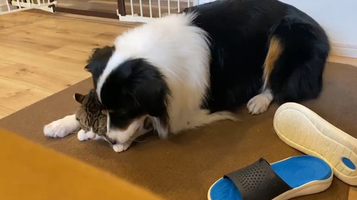 動画・ごめんねするカイルくん