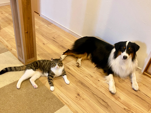 まったりする2匹