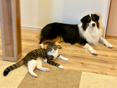 まったりする2匹横から