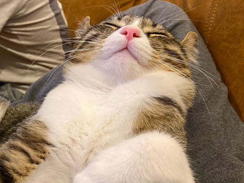 爆睡キウイくん