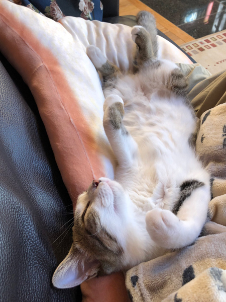 野生を忘れたねんねちゃん