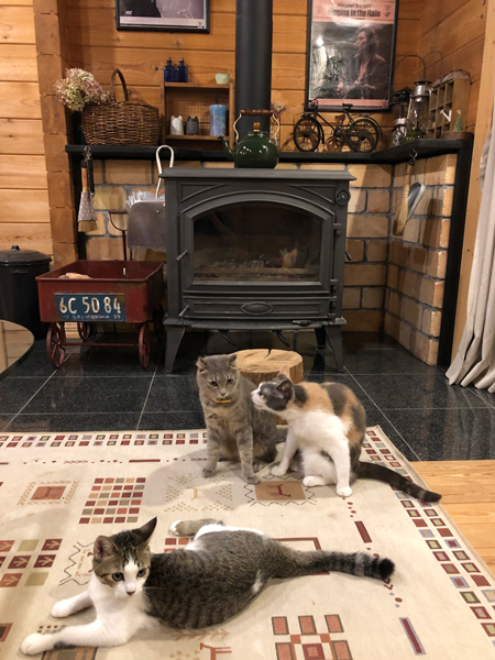 ストーブつけて欲しい猫ちゃん