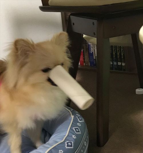 しらたまちゃんてんぐ