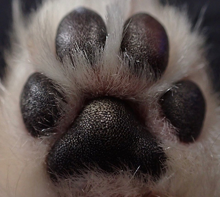 しらたまちゃん肉球