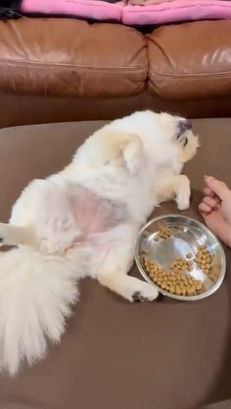 動画最初・爆睡しらたまちゃん