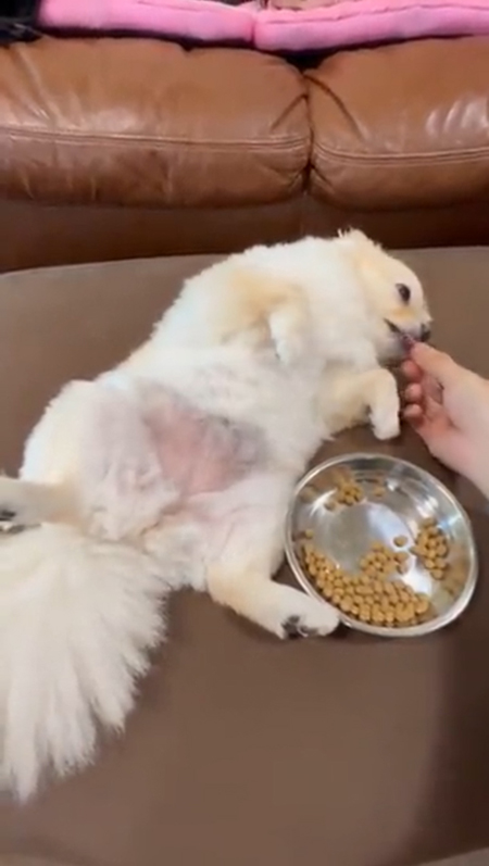 動画・ごはんを食べるしらたまちゃん