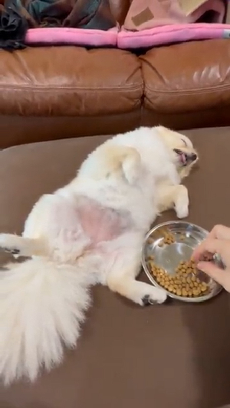 動画・目を閉じてごはんを食べるしらたまちゃん