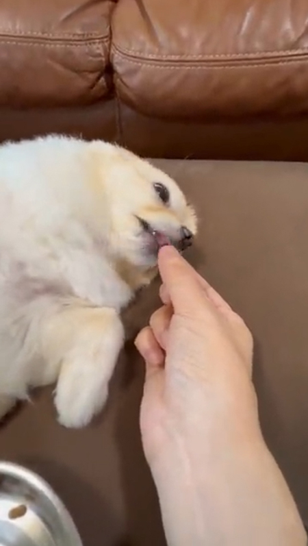 動画・ごはんを食べるしらたまちゃんアップ