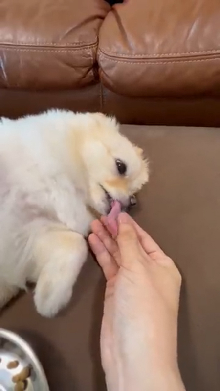 動画・飼い主さんの手をなめるしらたまちゃん