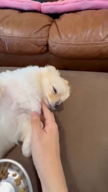 動画・うっとりしらたまちゃん