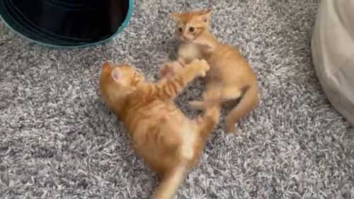 保護 子猫 じゃれ合い 股 逃げる