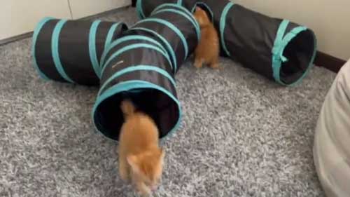 保護 子猫 じゃれ合い 股 逃げる