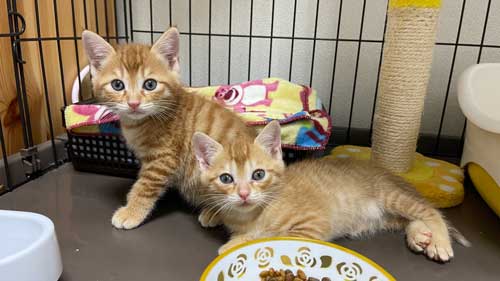 保護 子猫 じゃれ合い 股 逃げる