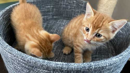 保護 子猫 じゃれ合い 股 逃げる