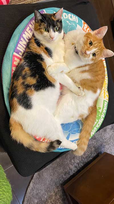 保護 子猫 じゃれ合い 股 逃げる